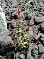 Phacelia buell-vivariensis image