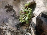 Image of Phacelia saxicola