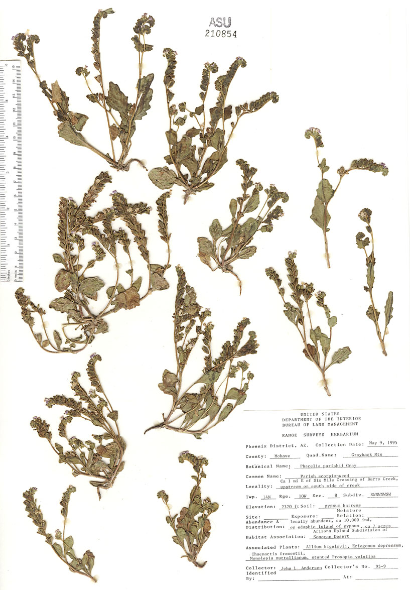 Phacelia image