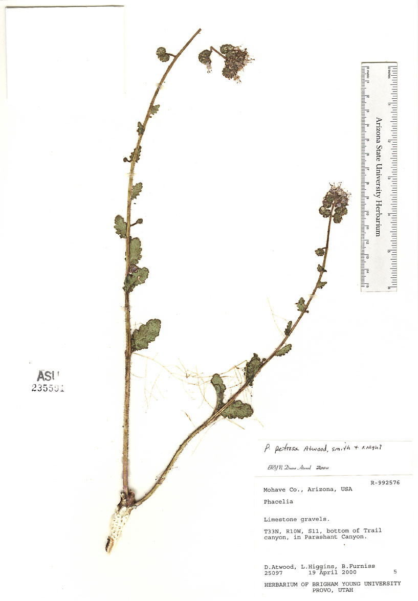 Phacelia petrosa image