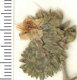 Phacelia ramosissima image