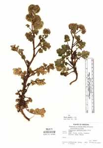 Phacelia pedicellata image