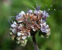 Phacelia neomexicana image