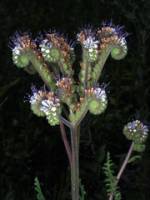 Image of Phacelia neomexicana
