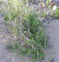 Phacelia crenulata image