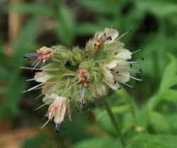 Image of Hydrophyllum fendleri