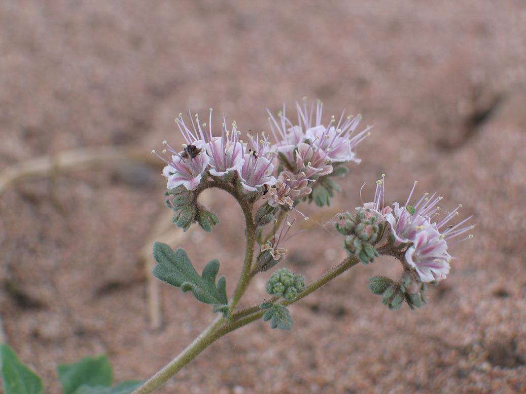 Phacelia arizonica image