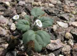 Phacelia rotundifolia image