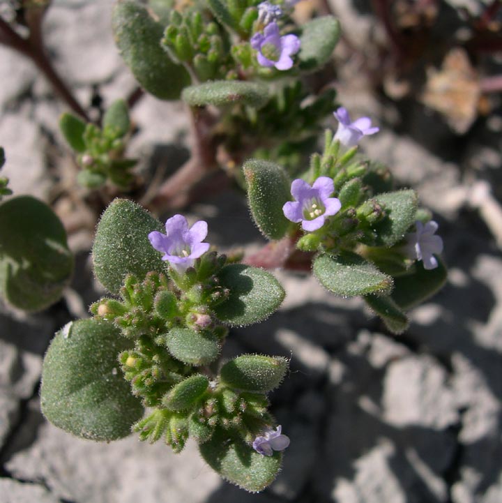 Phacelia demissa image