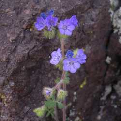 Image of Phacelia distans