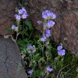 Phacelia distans image