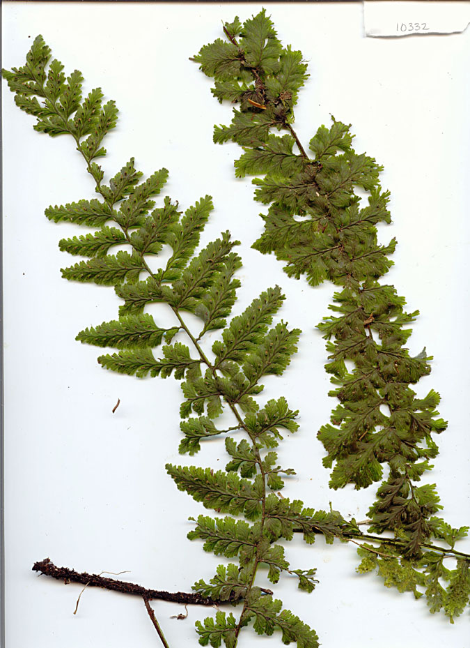 Hymenophyllaceae image