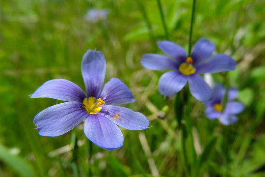 Sisyrinchium macrocarpon image