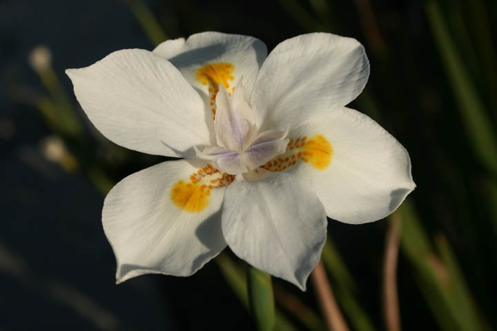 Moraea image