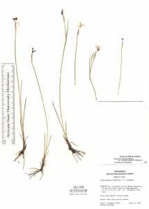 Image of Sisyrinchium occidentale