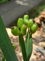 Sisyrinchium arizonicum image