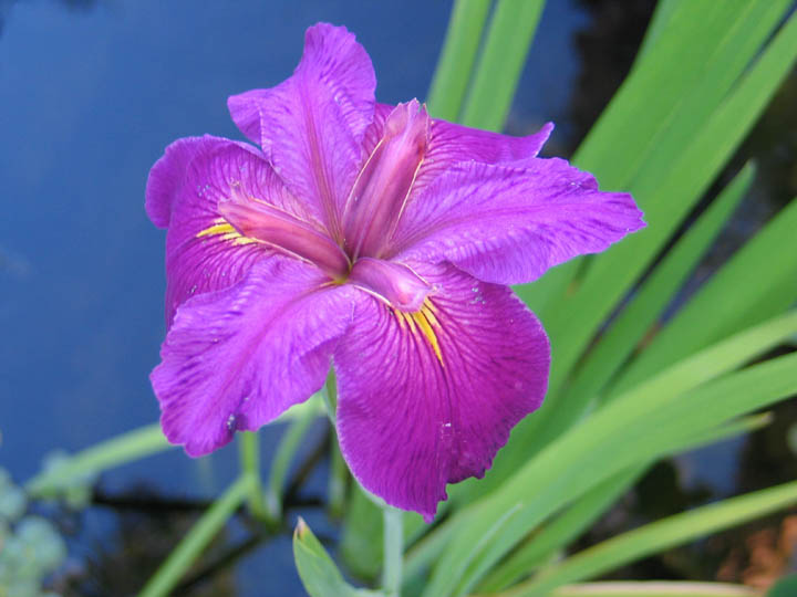 Iridaceae image