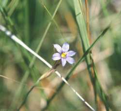 Sisyrinchium demissum image