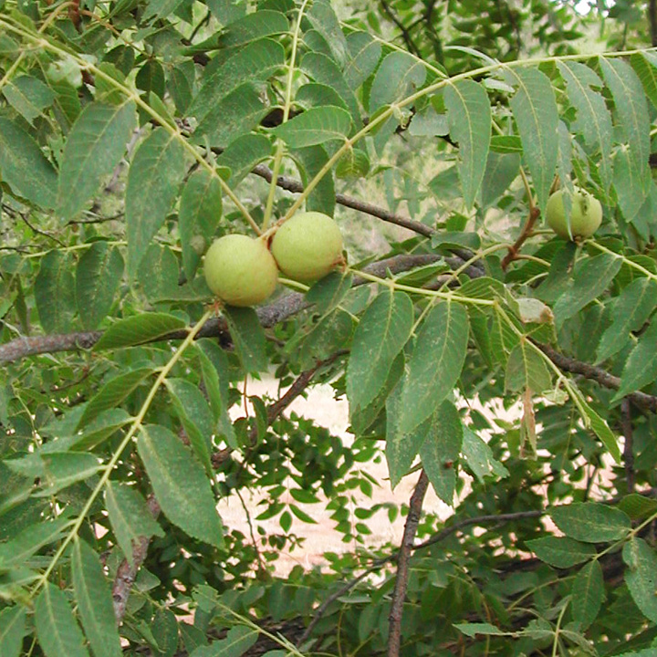 Juglans major image