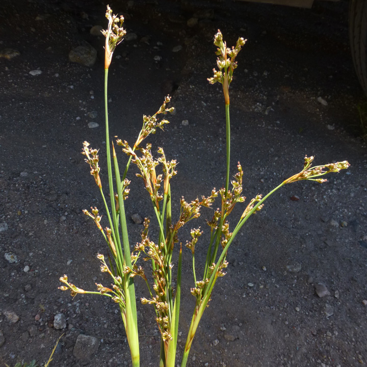 Juncus acutus image