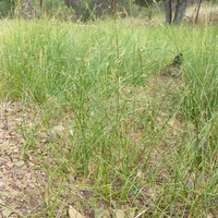 Juncus balticus subsp. mexicanus image