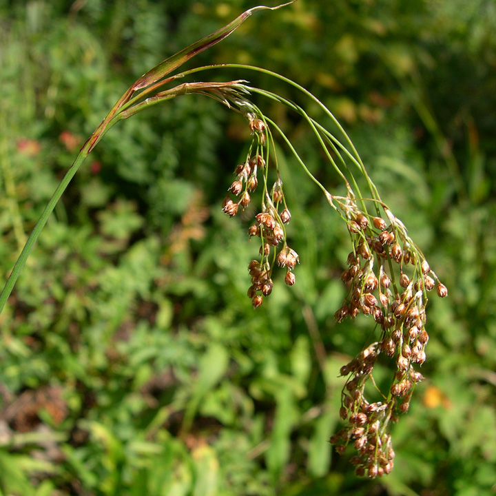 Luzula parviflora image