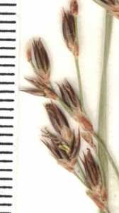 Juncus balticus subsp. mexicanus image