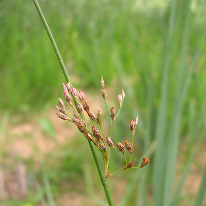 Juncus balticus image