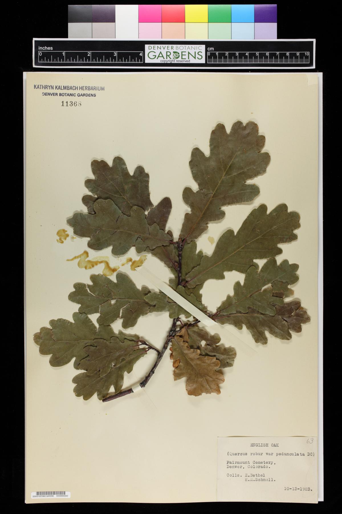 Quercus robur subsp. pedunculiflora image