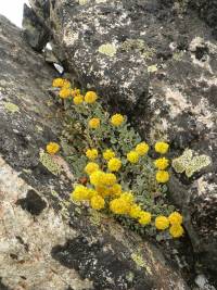 Eriogonum mancum image