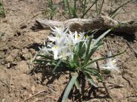 Leucocrinum montanum image