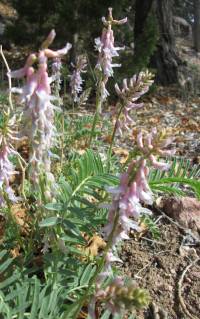 Astragalus bisulcatus image