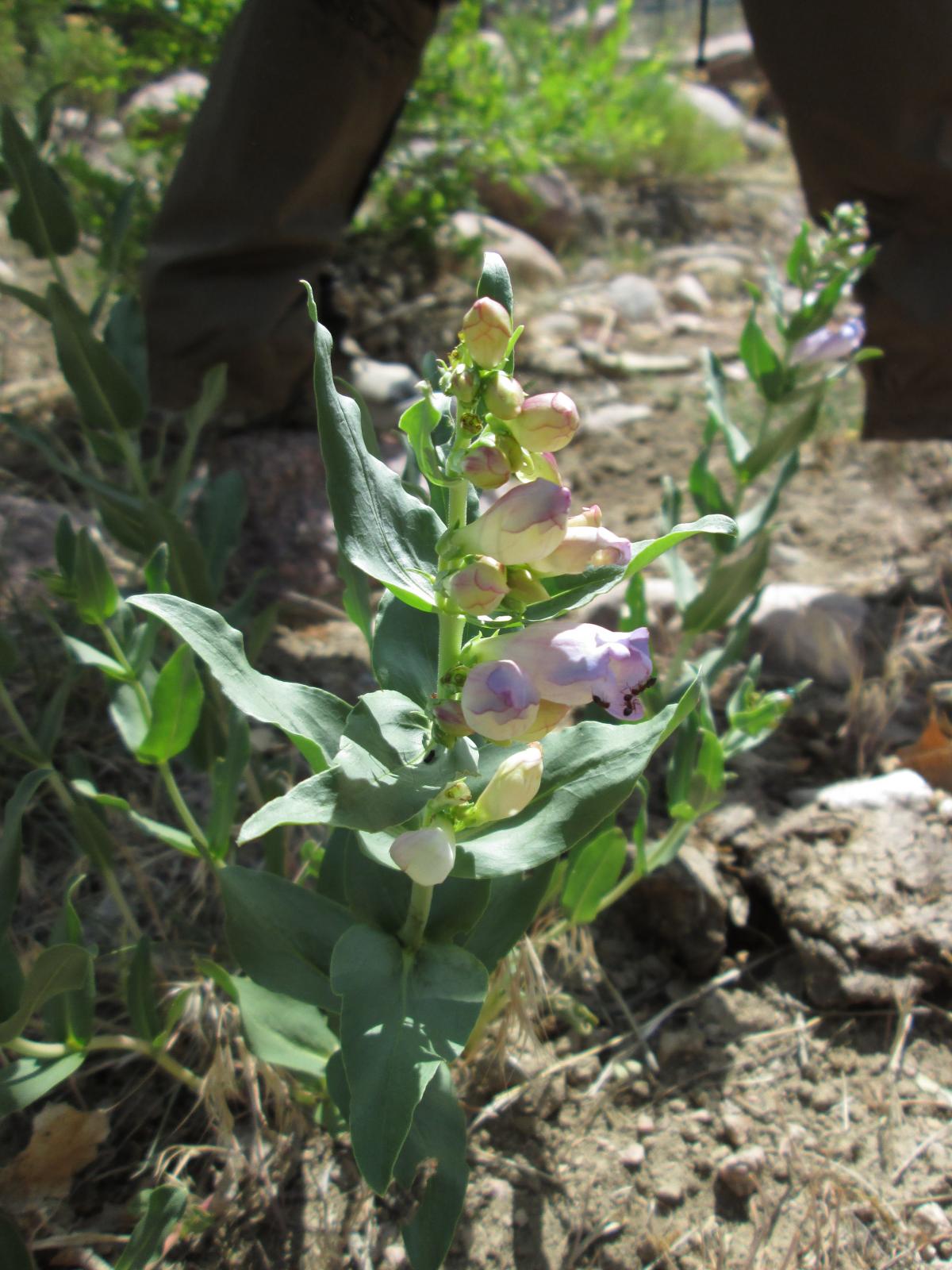 Penstemon brandegeei image