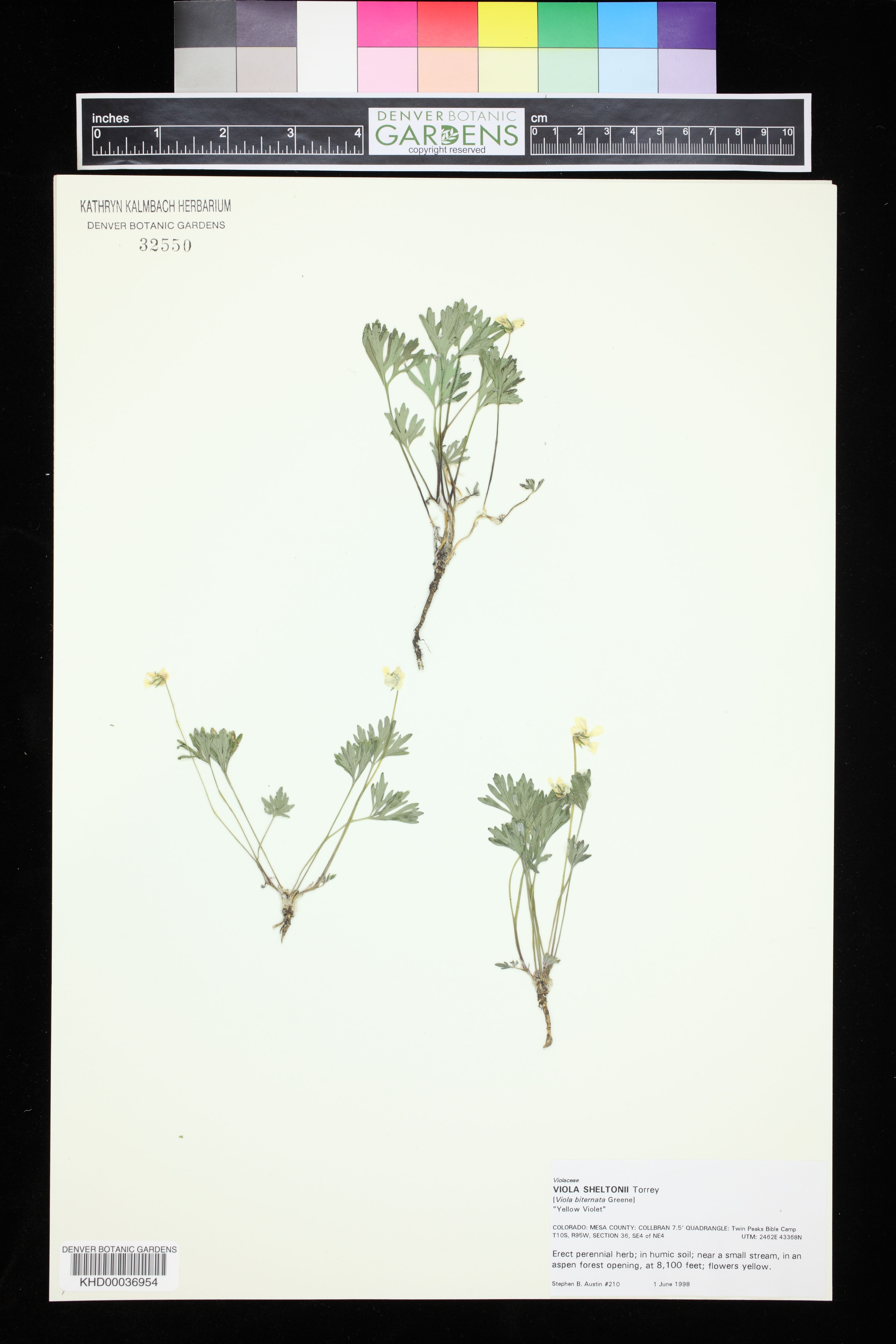 Viola sheltonii image