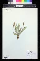 Plantago tweedyi image