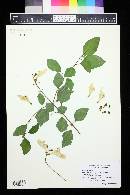 Gmelina philippensis image