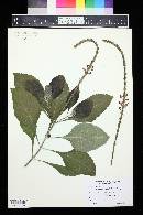 Stachytarpheta mutabilis image