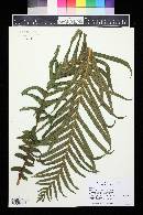 Blechnum brasiliense image