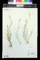 Aegilops geniculata image