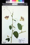 Passiflora quadrangularis image