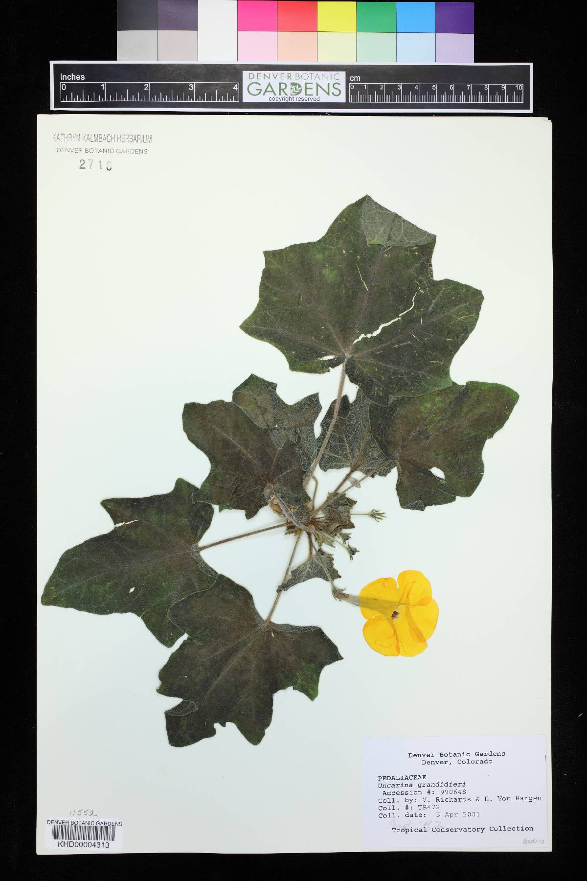 Uncarina grandidieri image