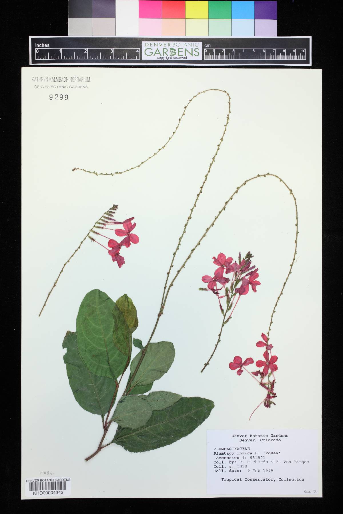 Plumbago indica image