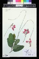 Plumbago indica image