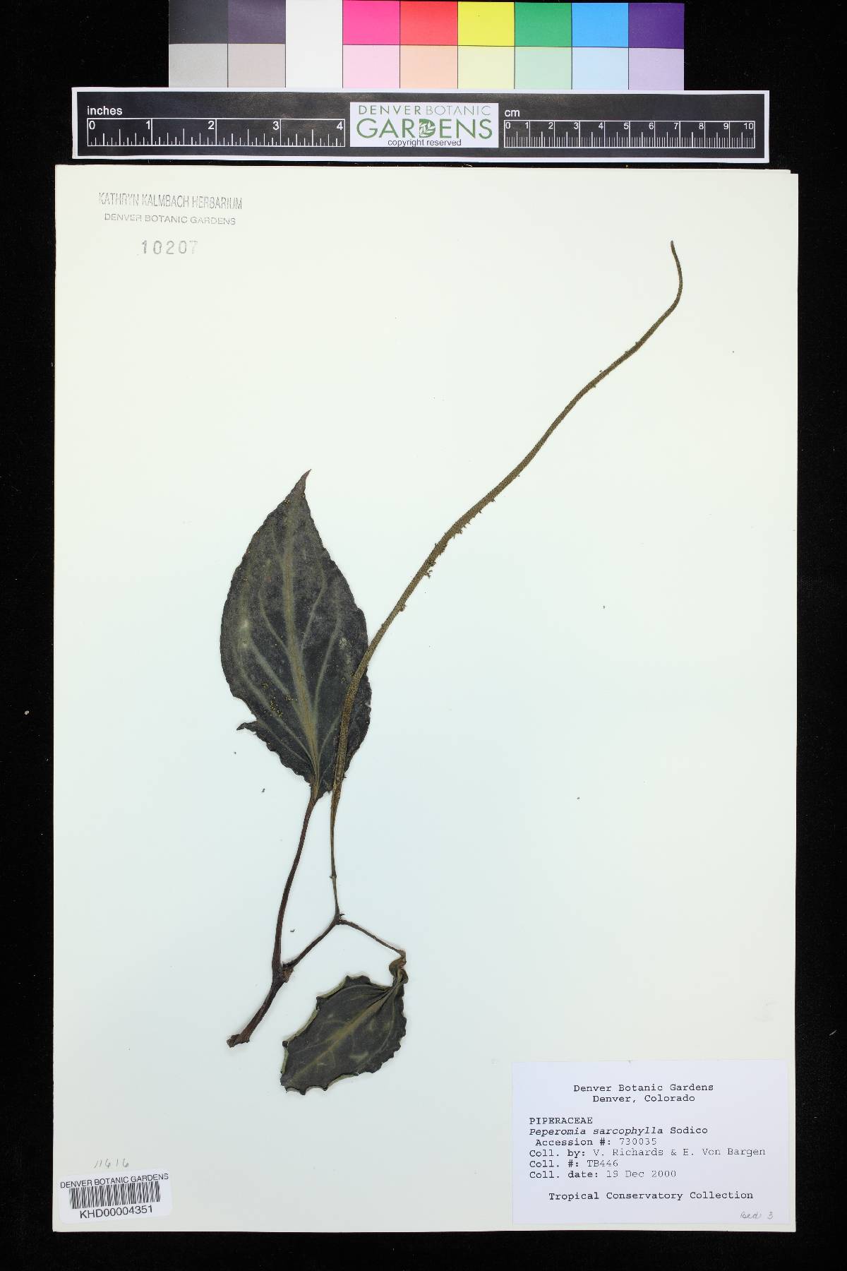 Peperomia pseudovariegata image