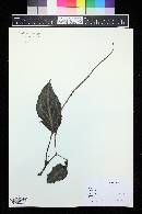 Peperomia pseudovariegata image