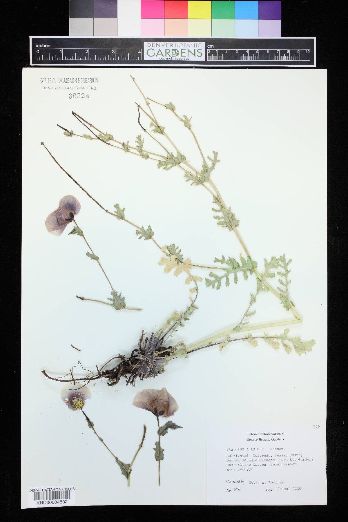 Glaucium arabicum image