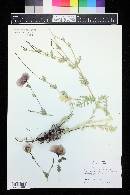 Glaucium arabicum image