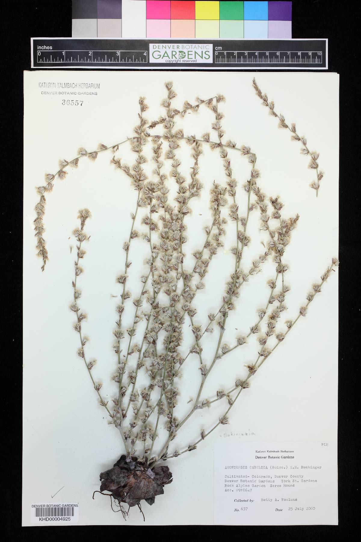 Aeoniopsis cabulica image