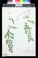 Adiantum capillus-veneris image