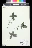 Pilea involucrata image